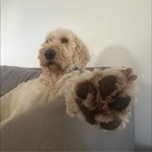 Meet your Posher, Frederick